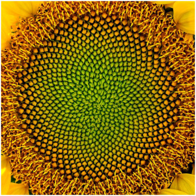 LakeshoreSunflowers_2.jpg