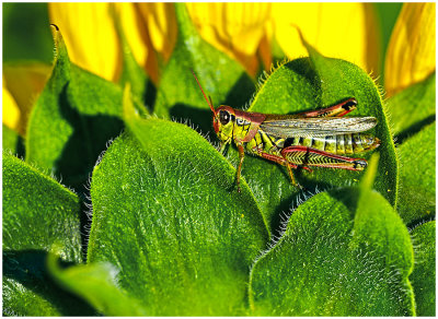 Redlegged_Grasshopper_1.jpg