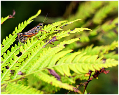Redlegged_Grasshopper_2.jpg
