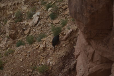 California Condor on cliff side
