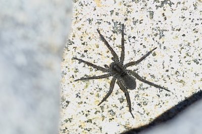 BEACH SPIDER @ MSI