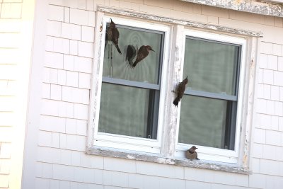 FLICKERS X 4 (1)