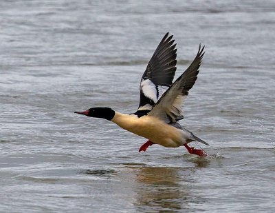 Common Merganser