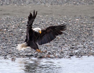 Bald Eagle