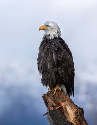 Bald Eagle