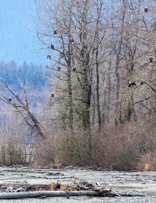 Bald Eagles