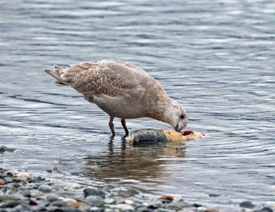 Glaucous-winged Gull