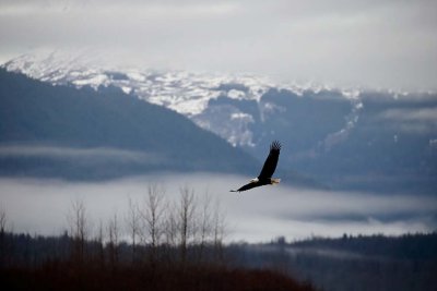 Chilcat River, AK