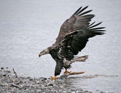 Bald Eagle