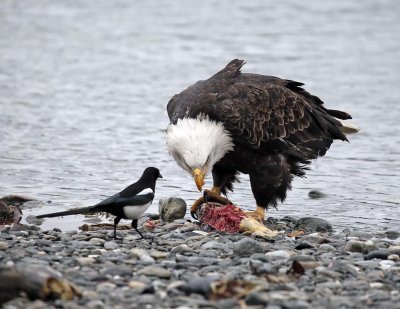 Bald Eagle