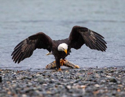 Bald Eagle