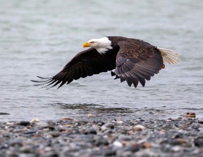 Alaska Eagles