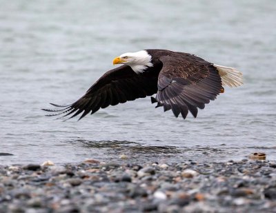 Bald Eagle