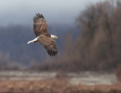 Bald Eagle