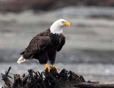 Bald Eagle