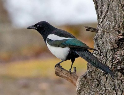 Black-billed Magpie