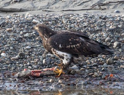 Alaska Eagles