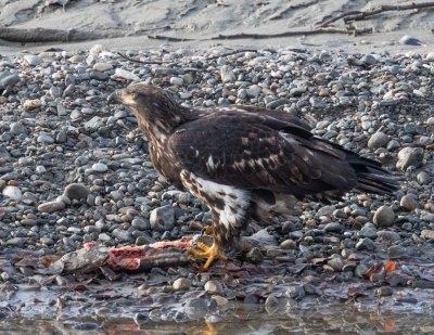 Bald Eagle - Juvenile