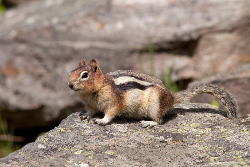 Golden Mantled Ground Squirrel