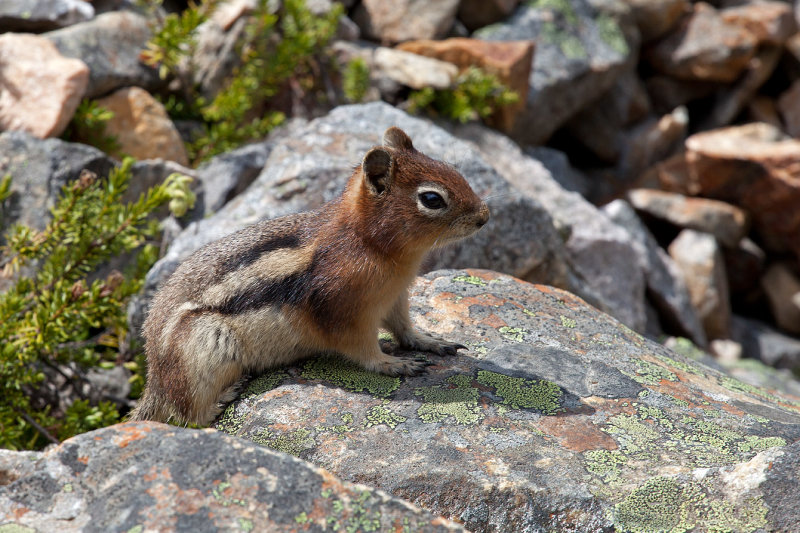 Golden Mantled Ground Squirrel
