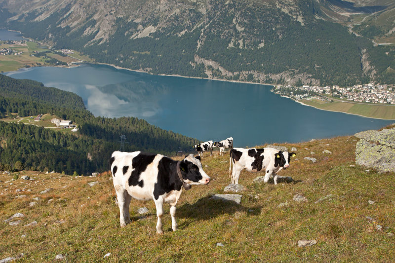 Cows and Lake Silvaplana