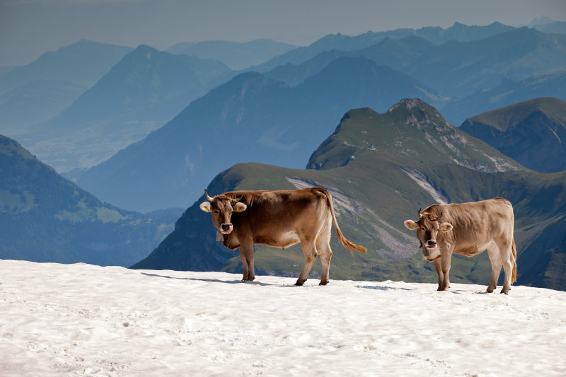 Snow Cows