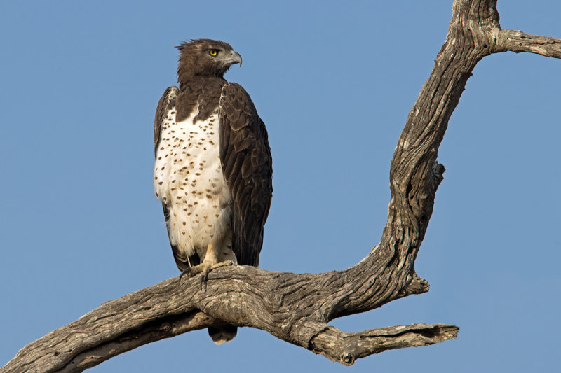 Martial Eagle