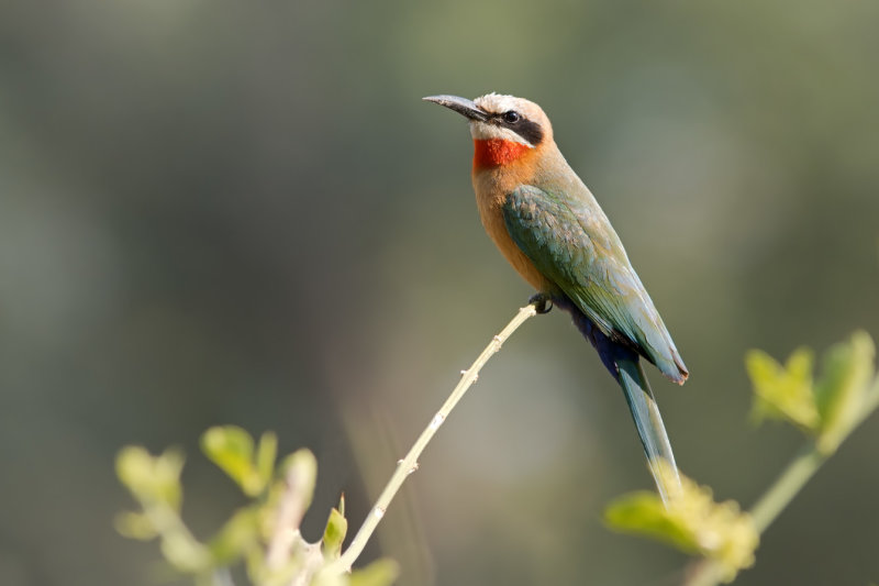 White-fronted Bee-eater