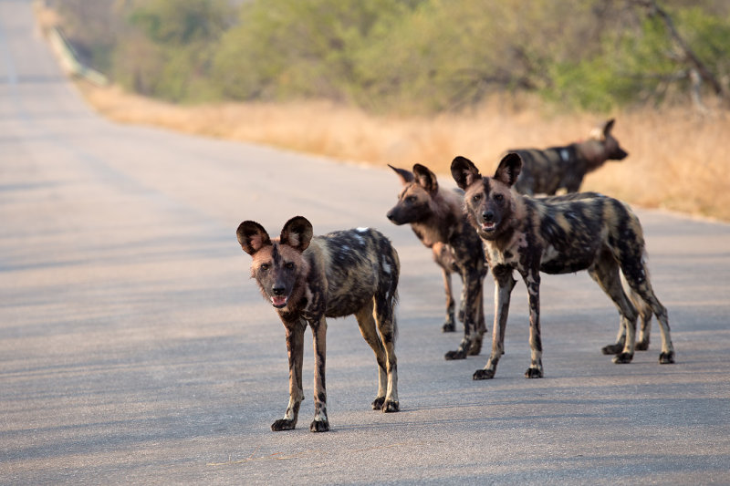 Wild Dogs