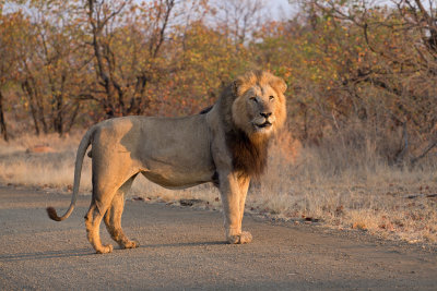 Kruger National Park