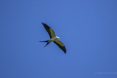 STKI Swallowtail Kite.jpg