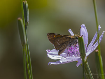 Bell Ridge EWA King,moth,BASP-3.jpg