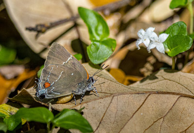 CROCKETT POND CRITTERS-2.jpg