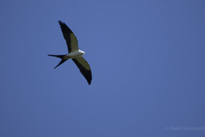 STKI Swallowtail Kite-2.jpg
