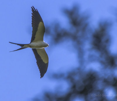 STKI Swallowtail Kite-3.jpg