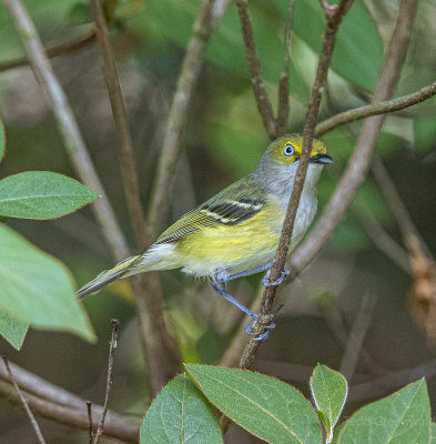 Warblers today-8.jpg