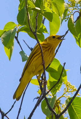 Yellow Warbler Grand Haven, MI