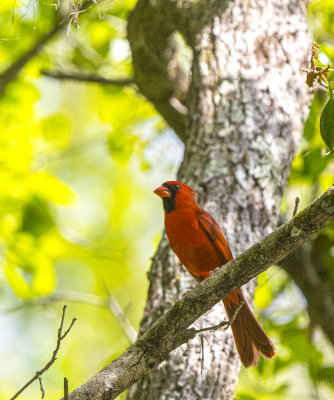 crockett pond birds-4.jpg