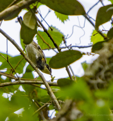 crockett pond birds-7.jpg