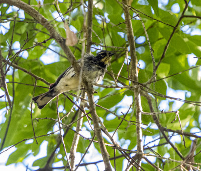 CROCKETT POND CRITTERS-4.jpg