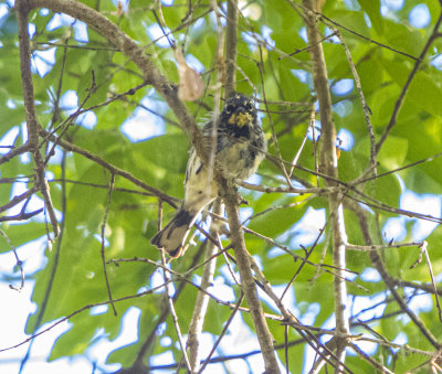 Warblers today-4.jpg