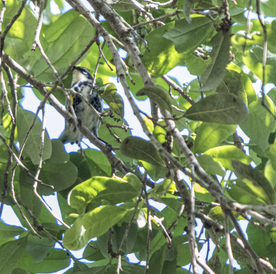 Warblers today-7.jpg