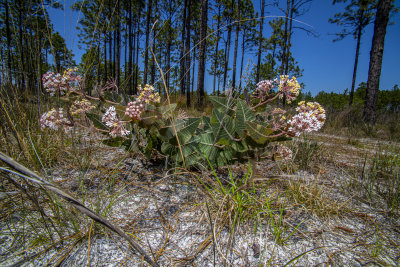 20210421-Humistrada milkweed_-5-1Asclepia humistrada.jpg