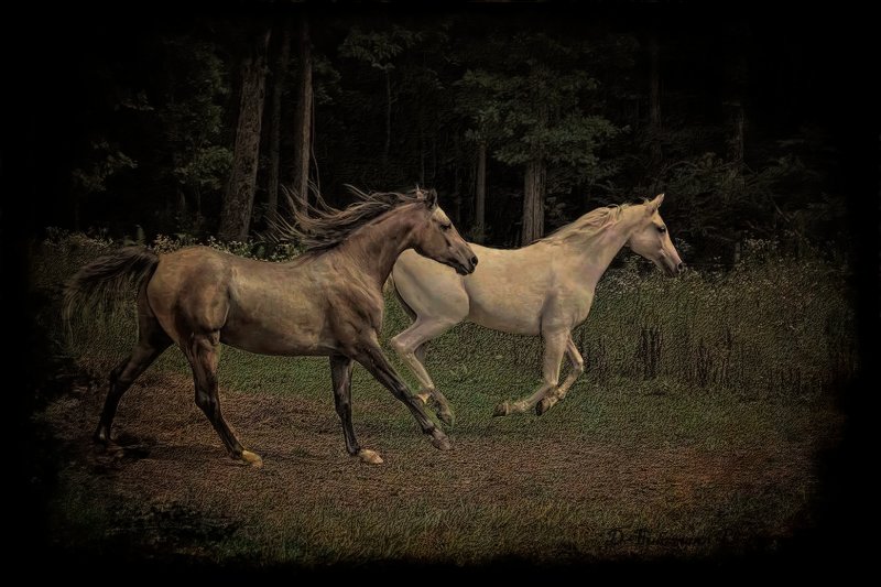 wildhorses.jpg