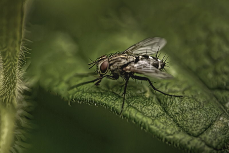 fly