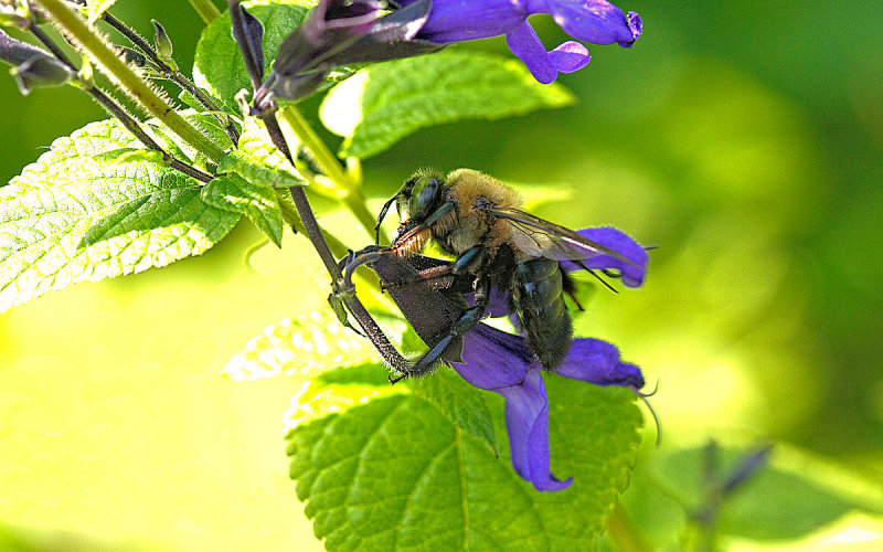 Carpenter Bee