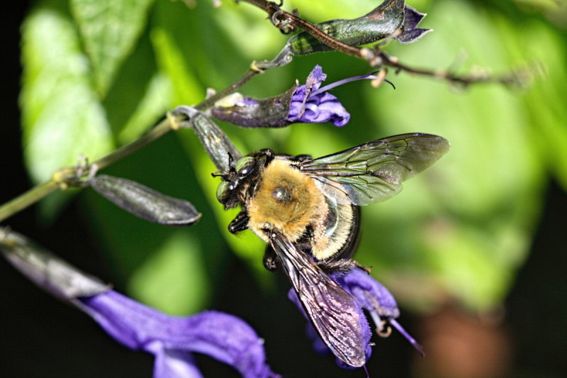 Carpenter Bee