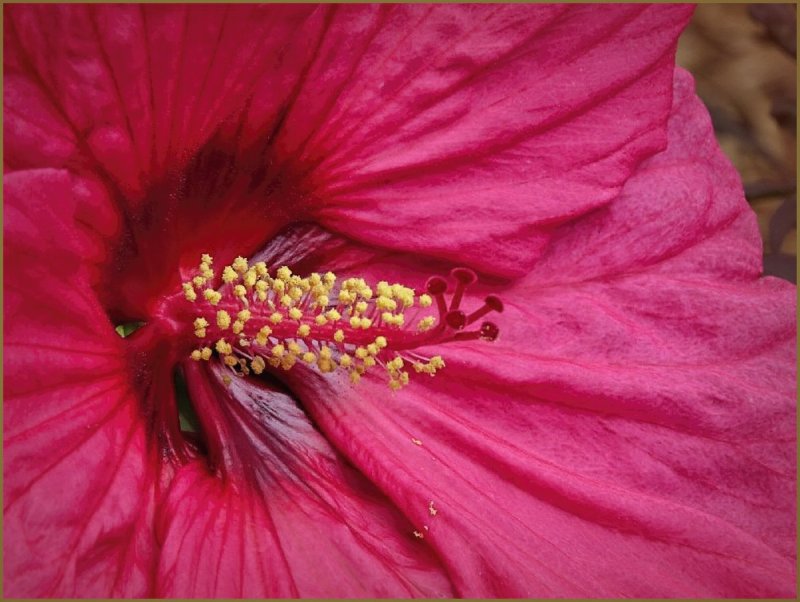 Hibiscus Bloom