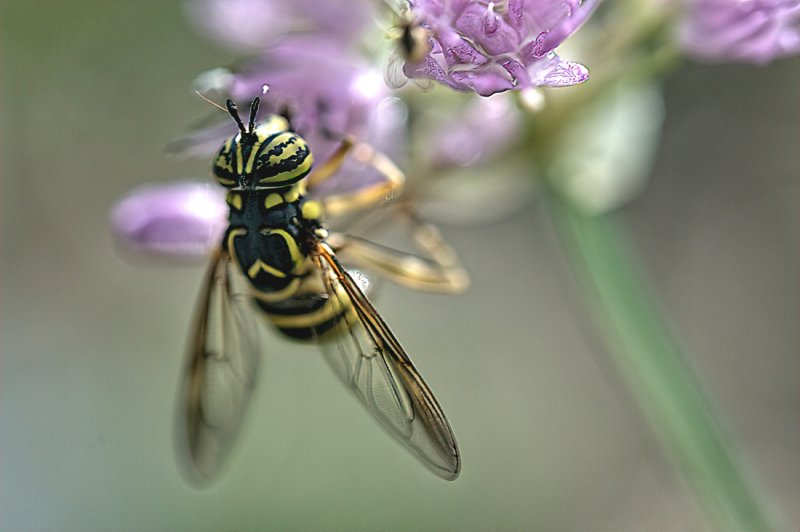 Hoover Fly