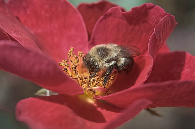 carpenter bee